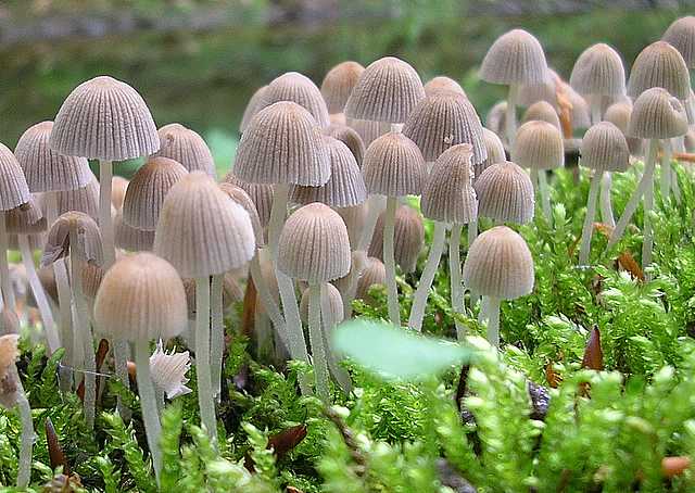 2005 :  Un anno di funghi